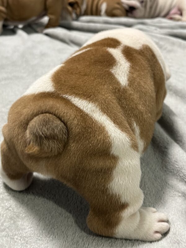 Flash English Bulldog Flash English Bulldog