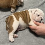 Flash-male-english-bulldog-puppy-for-sale- (6)