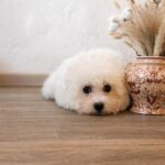 Flavia-female-Bichon-Frise-puppy-for-sale-1 (1)