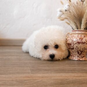 Flavia Bichon Frise Flavia Bichon Frise