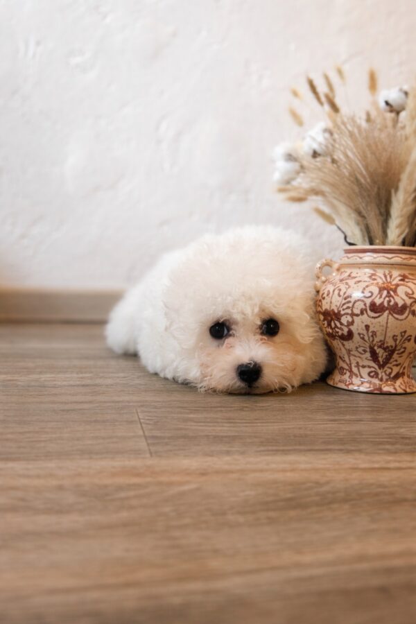 Flavia Bichon Frise Flavia Bichon Frise