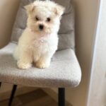 Flavia-female-Bichon-Frise-puppy-for-sale-1 (2)