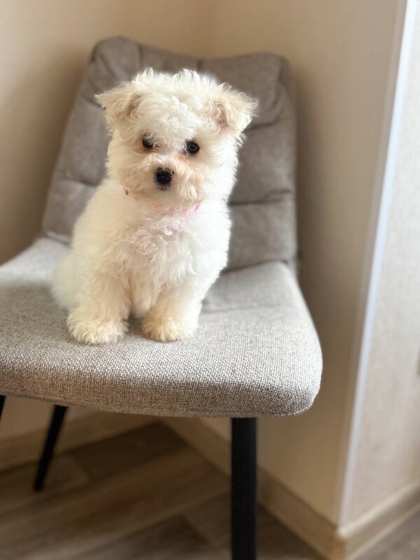 Flavia Bichon Frise Flavia Bichon Frise