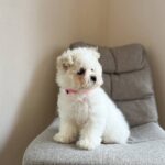 Flavia-female-Bichon-Frise-puppy-for-sale-1 (3)