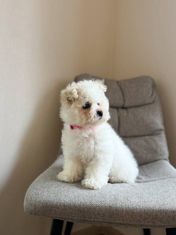 Flavia Bichon Frise Flavia Bichon Frise