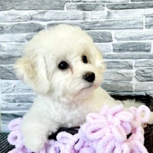 Flavia Bichon Frise Flavia Bichon Frise