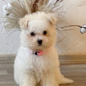 Flavia Bichon Frise Flavia Bichon Frise