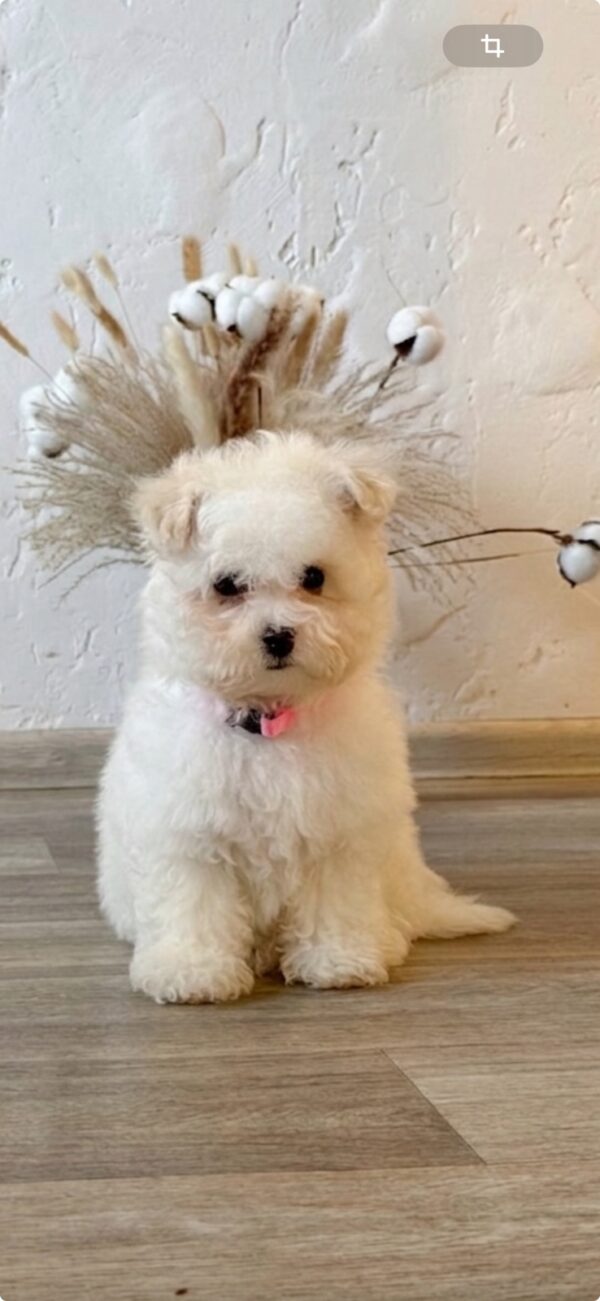 Flavia Bichon Frise Flavia Bichon Frise