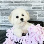 Flavia-female-Bichon-Frise-puppy-for-sale-2
