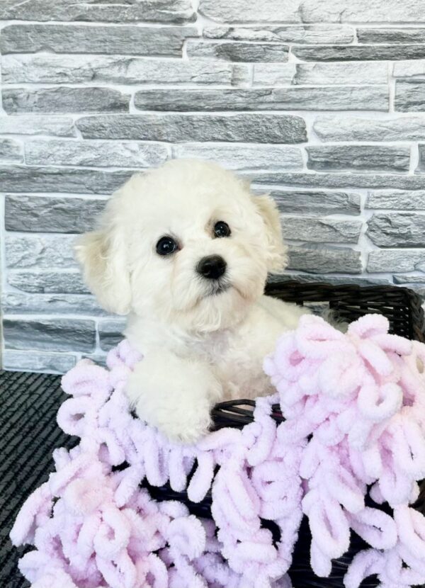 Flavia Bichon Frise Flavia Bichon Frise