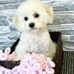 Flavia-female-Bichon-Frise-puppy-for-sale-3
