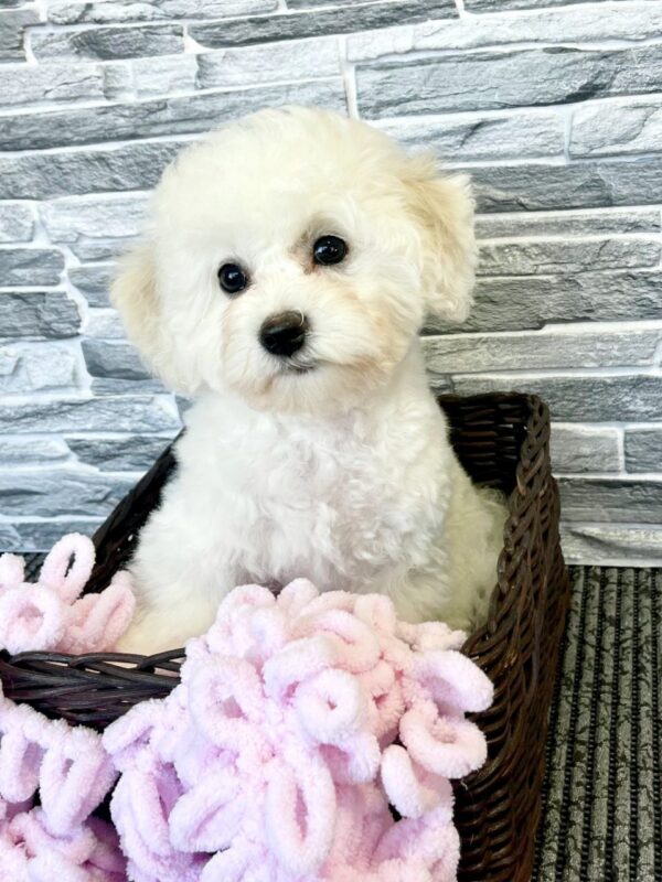 Flavia Bichon Frise Flavia Bichon Frise