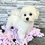 Flavia-female-Bichon-Frise-puppy-for-sale-4
