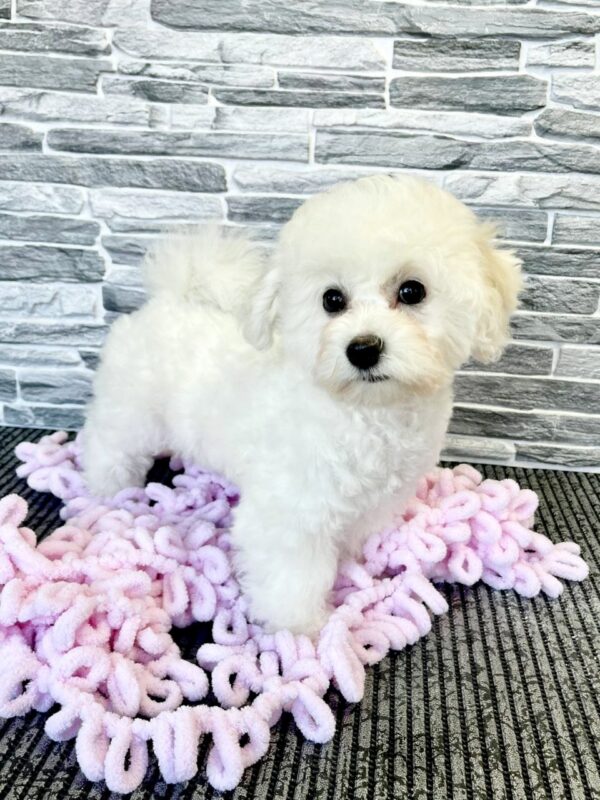 Flavia Bichon Frise Flavia Bichon Frise