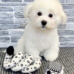 Flavio-male-Bichon-Frise-puppy-for-sale-1