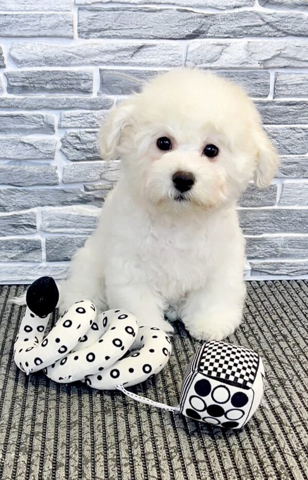 Flavio Bichon Frise Flavio Bichon Frise