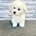 Flavio-male-Bichon-Frise-puppy-for-sale-2