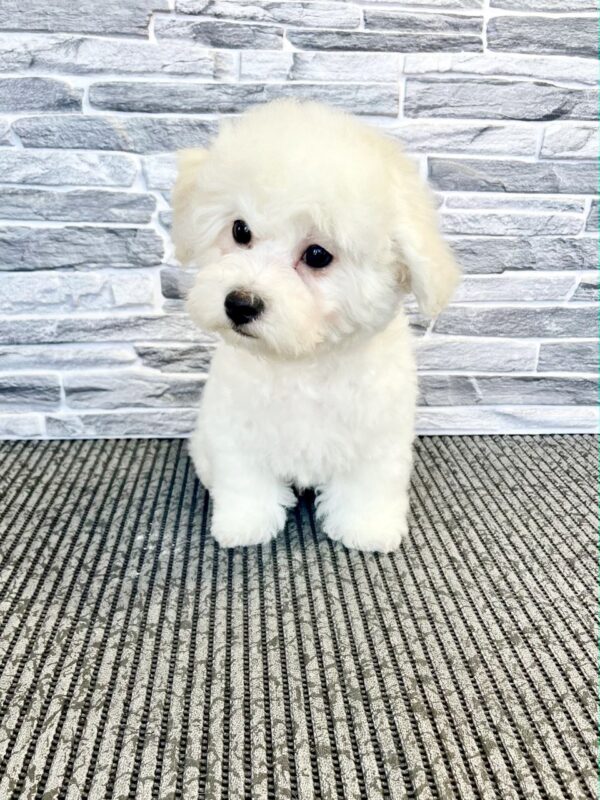 Flavio Bichon Frise Flavio Bichon Frise