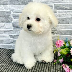 Flavio Bichon Frise Flavio Bichon Frise