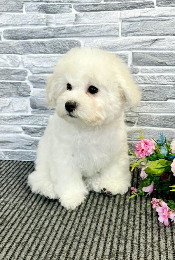 Flavio Bichon Frise Flavio Bichon Frise