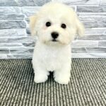 Flavio-male-Bichon-Frise-puppy-for-sale-4