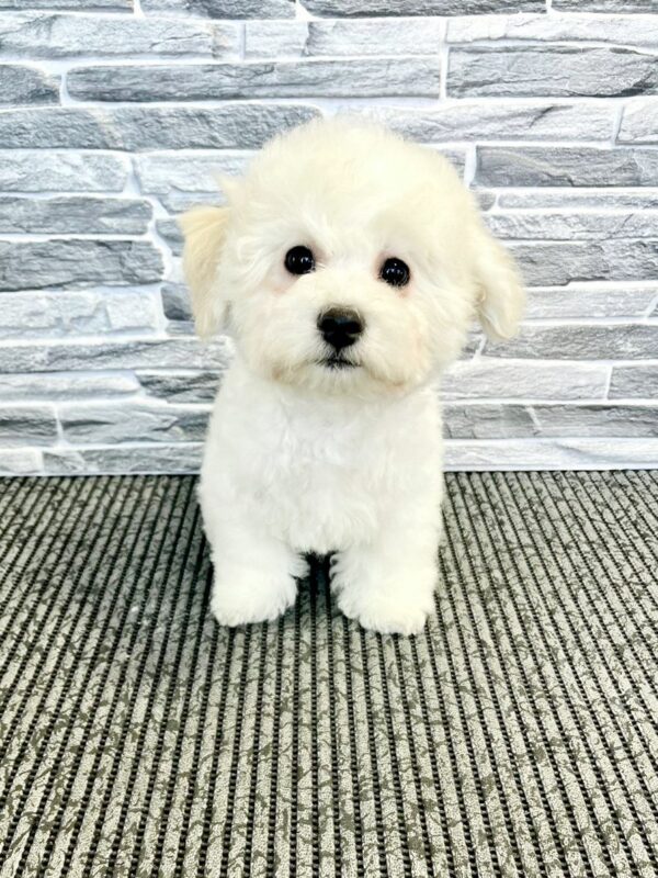 Flavio Bichon Frise Flavio Bichon Frise