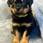 Flintstone-male-Rottweiler-puppy-for-sale-1