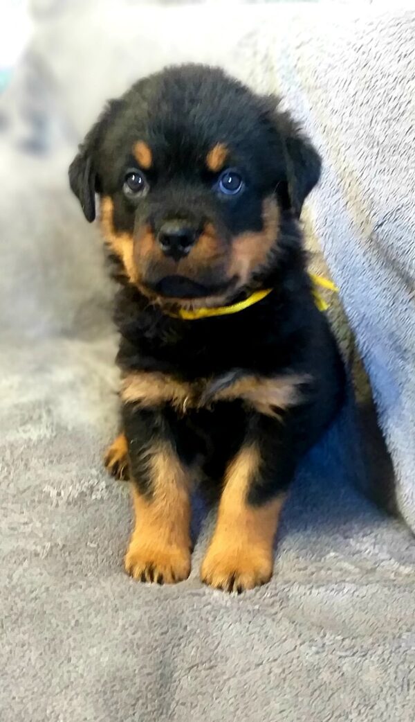 Flintstone Rottweiler Flintstone Rottweiler