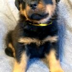 Flintstone-male-Rottweiler-puppy-for-sale-2