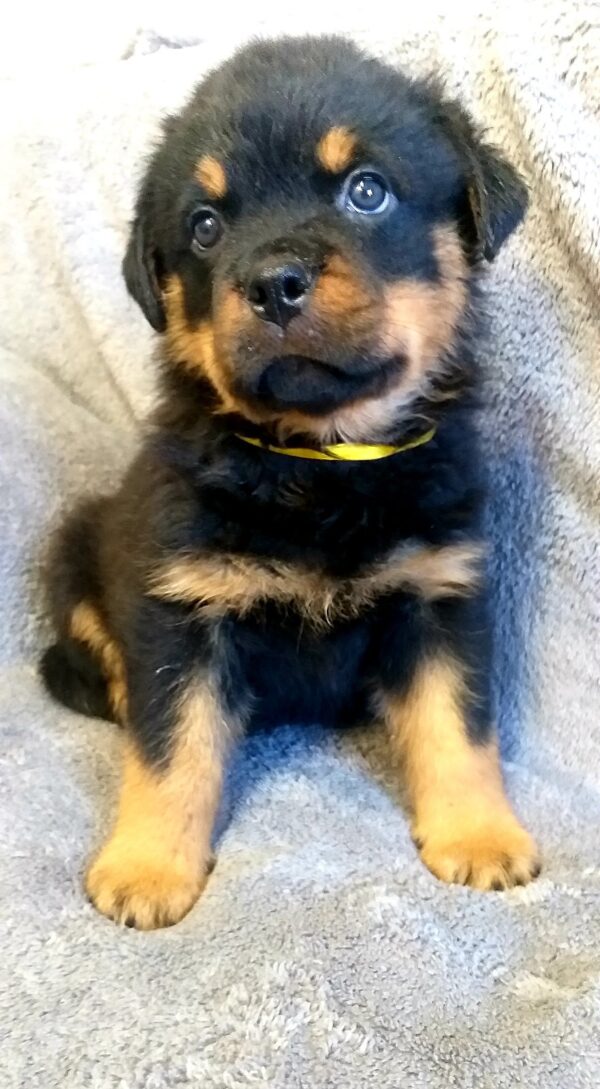 Flintstone Rottweiler Flintstone Rottweiler