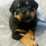 Flintstone-male-Rottweiler-puppy-for-sale-3