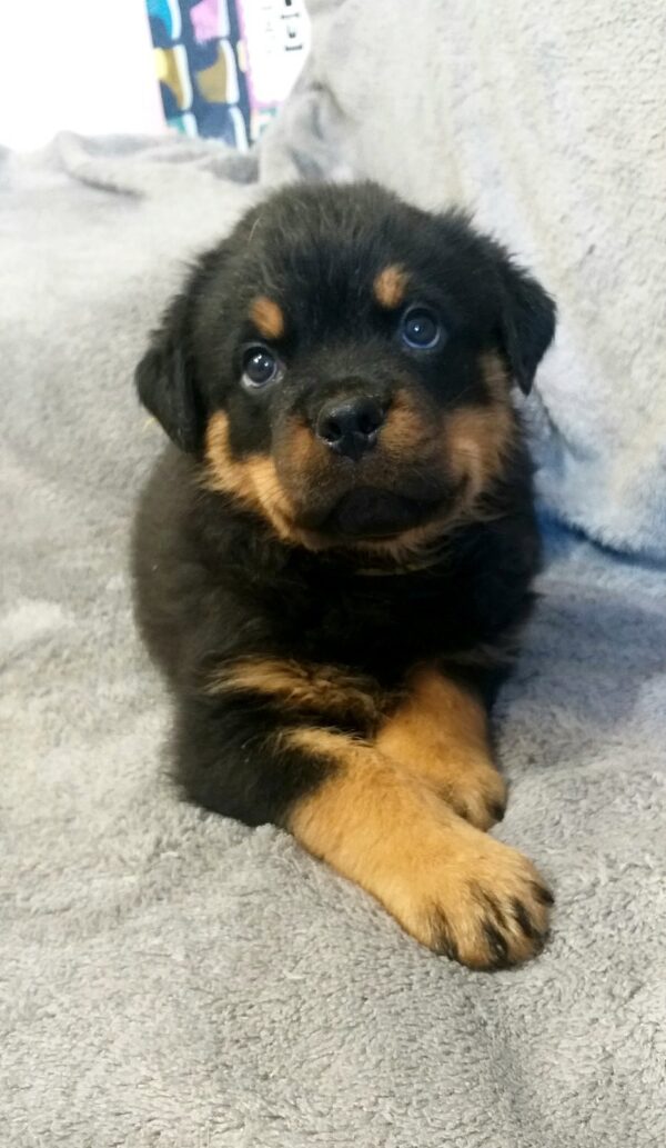 Flintstone Rottweiler Flintstone Rottweiler