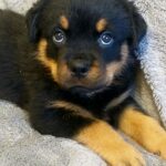 Flintstone-male-Rottweiler-puppy-for-sale-4