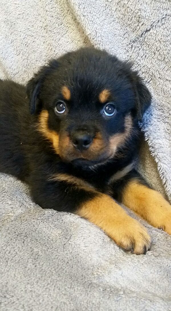 Flintstone Rottweiler Flintstone Rottweiler