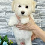 Florence-female-Bichon-Frise-puppy-for-sale-1