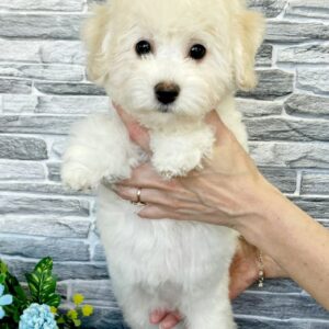 Florence Bichon Frise Florence Bichon Frise