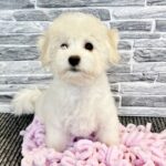 Florence-female-Bichon-Frise-puppy-for-sale-2