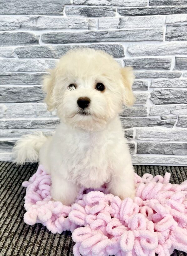 Florence Bichon Frise Florence Bichon Frise