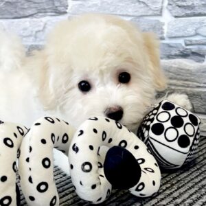 Florence Bichon Frise Florence Bichon Frise