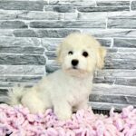 Florence-female-Bichon-Frise-puppy-for-sale-4