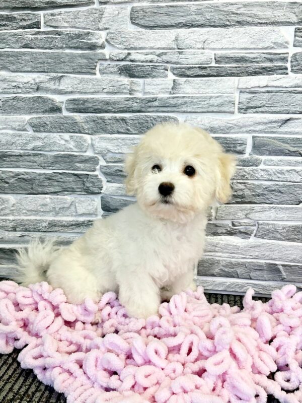 Florence Bichon Frise Florence Bichon Frise