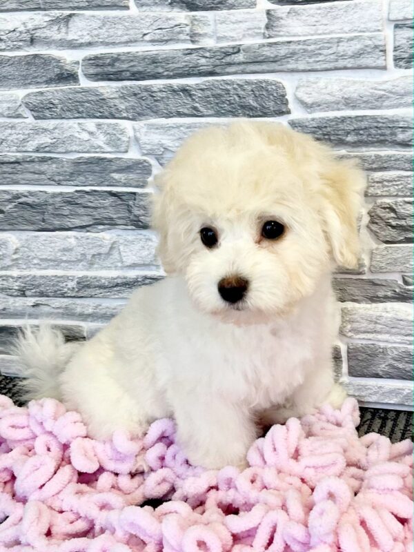 Florence Bichon Frise Florence Bichon Frise