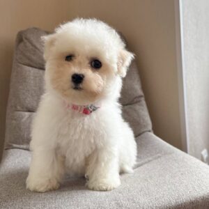 Florencia Bichon Frise Florencia Bichon Frise