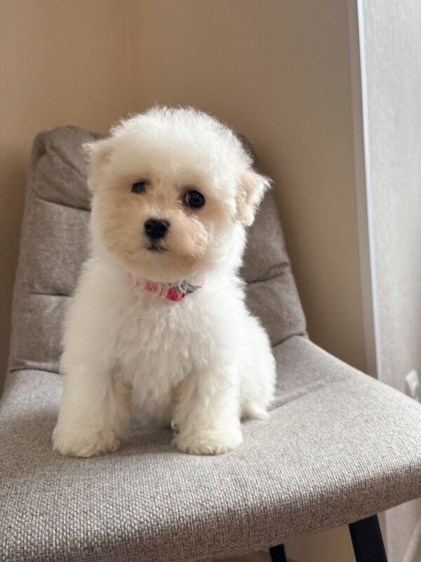 Florencia Bichon Frise Florencia Bichon Frise