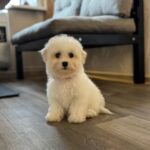Florencia-male-Bichon-Frise-puppy-for-sale-1 (2)