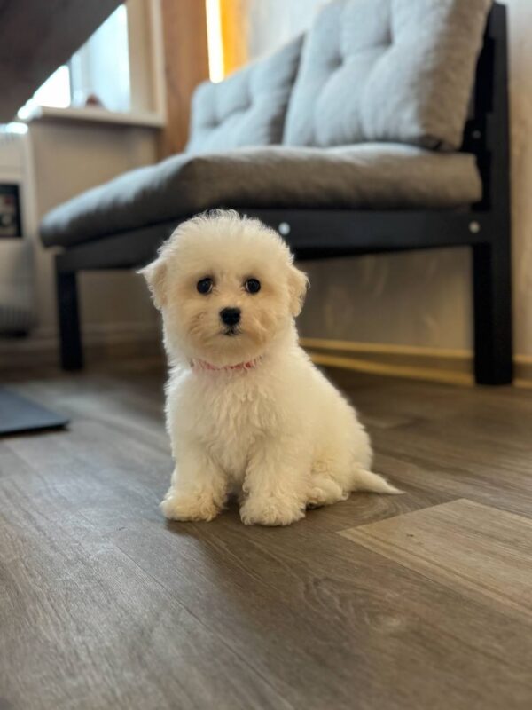 Florencia Bichon Frise Florencia Bichon Frise