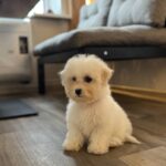 Florencia-male-Bichon-Frise-puppy-for-sale-1 (3)