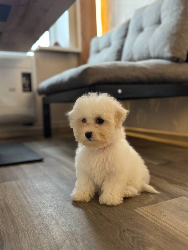 Florencia Bichon Frise Florencia Bichon Frise