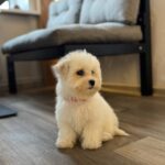Florencia-male-Bichon-Frise-puppy-for-sale-1 (4)