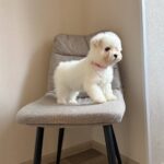 Florencia-male-Bichon-Frise-puppy-for-sale-1 (5)
